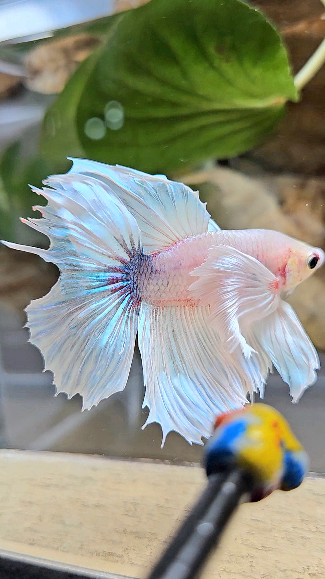 HALFMOON DUMBO EAR WHITE BETTA FISH