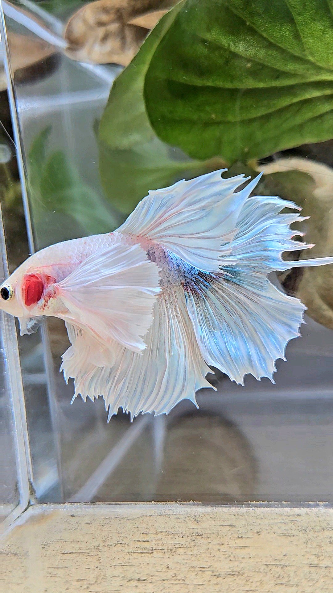 HALFMOON DUMBO EAR WHITE BETTA FISH