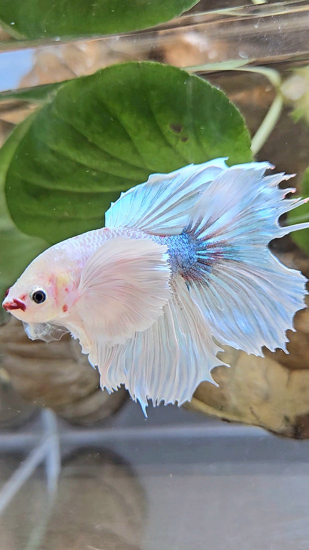 HALFMOON DUMBO EAR WHITE BETTA FISH