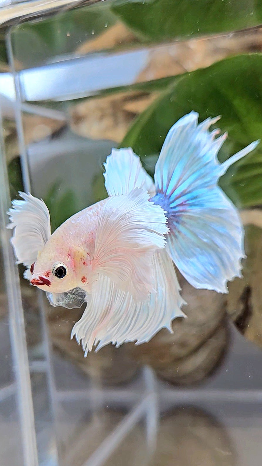 HALFMOON DUMBO EAR WHITE BETTA FISH