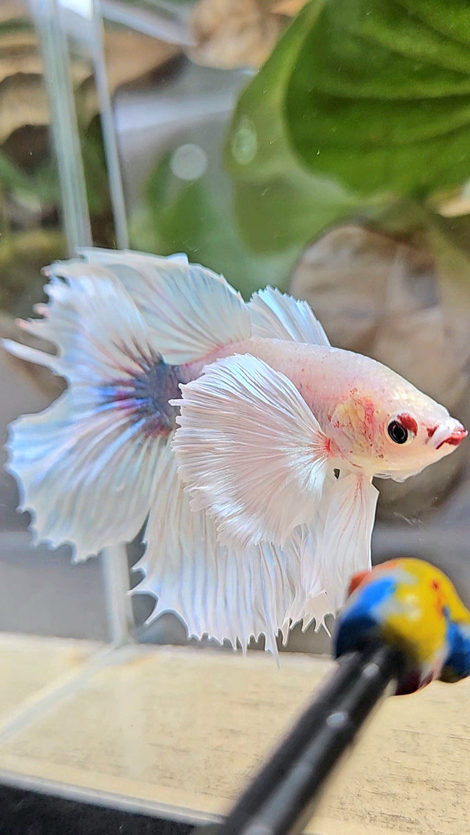 HALFMOON DUMBO EAR WHITE BETTA FISH