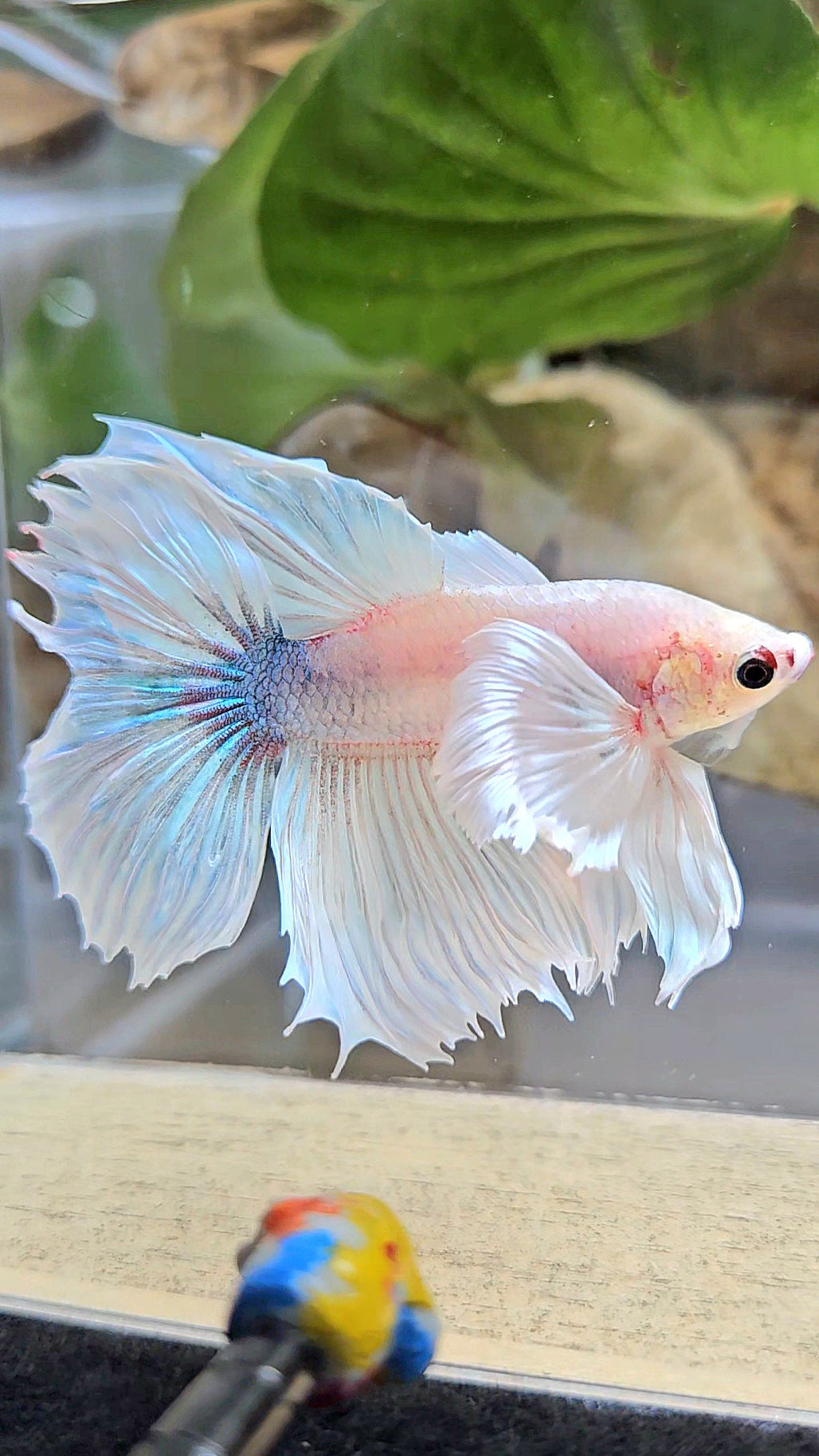 HALFMOON DUMBO EAR WHITE BETTA FISH