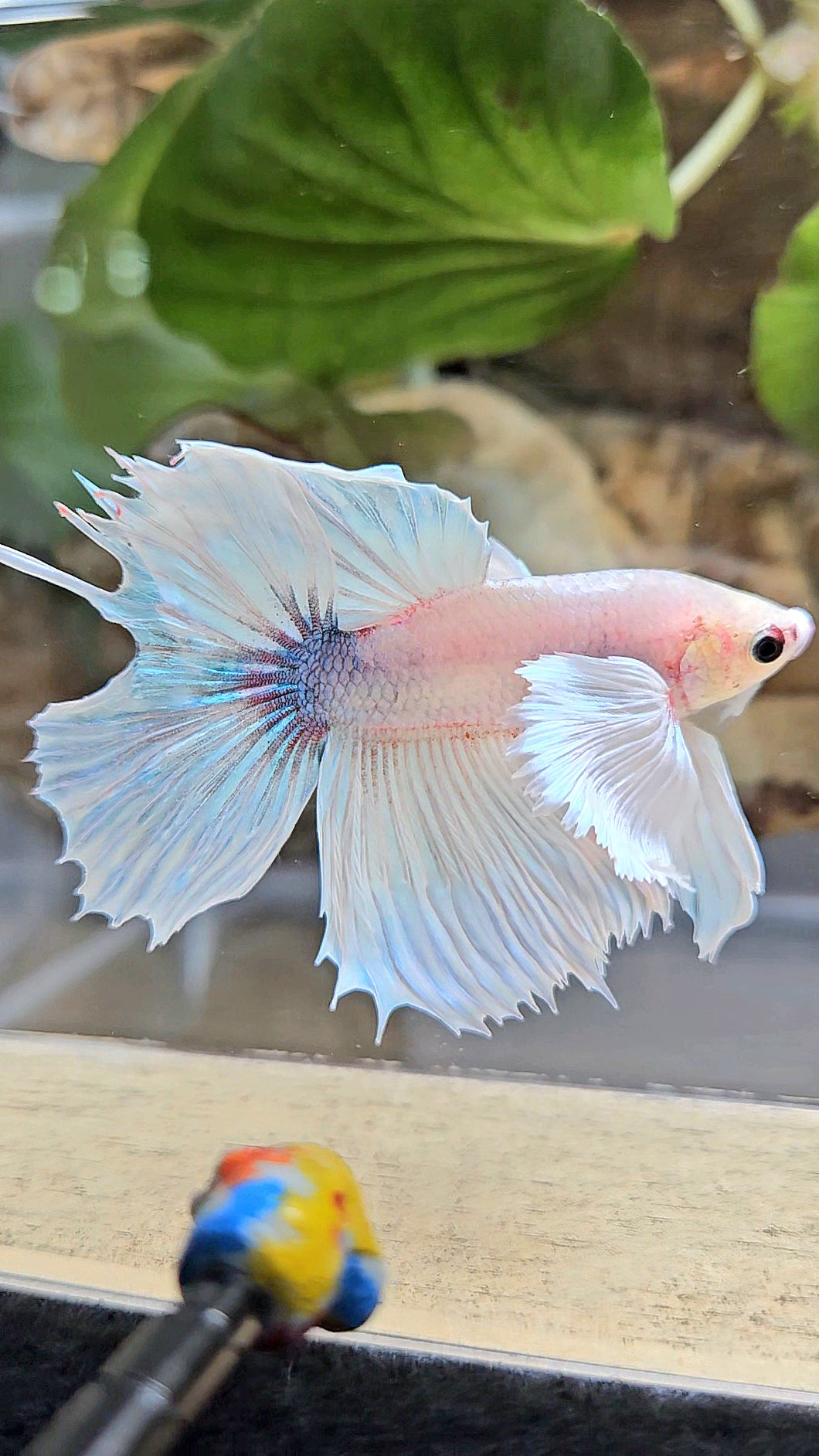 HALFMOON DUMBO EAR WHITE BETTA FISH