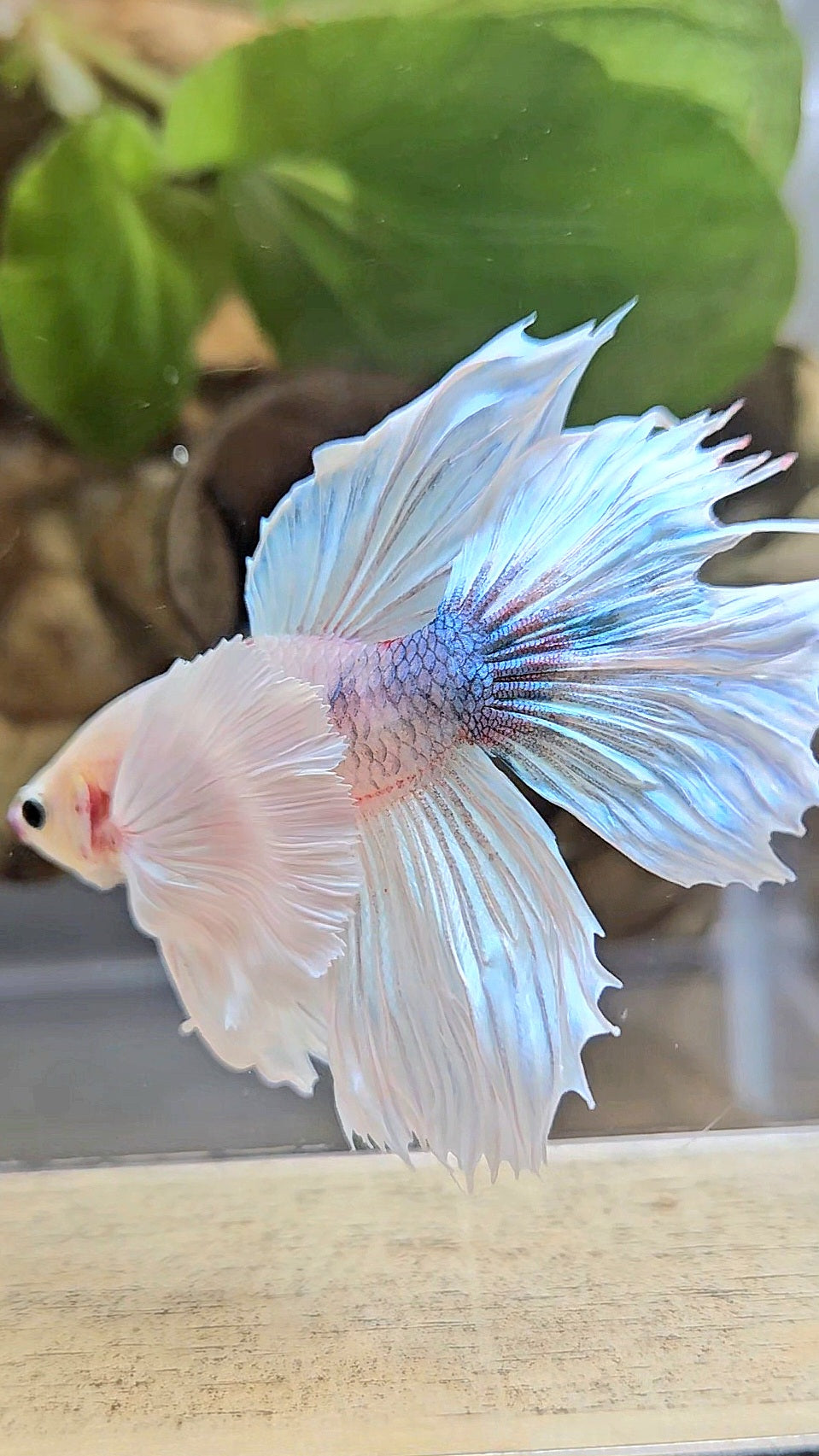 HALFMOON DUMBO EAR WHITE BETTA FISH