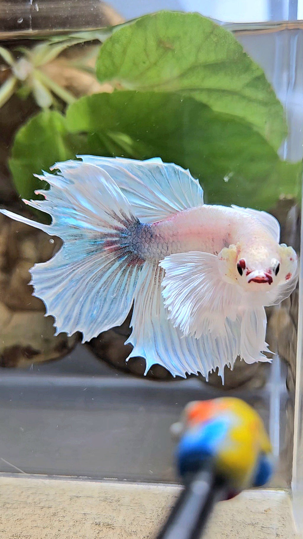 HALFMOON DUMBO EAR WHITE BETTA FISH