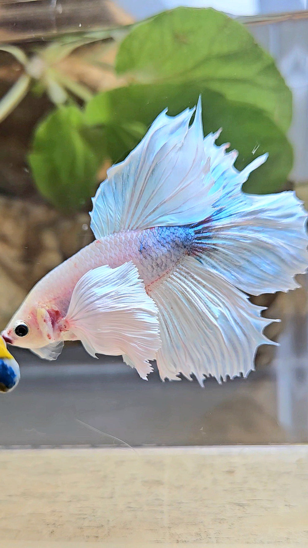HALFMOON DUMBO EAR WHITE BETTA FISH