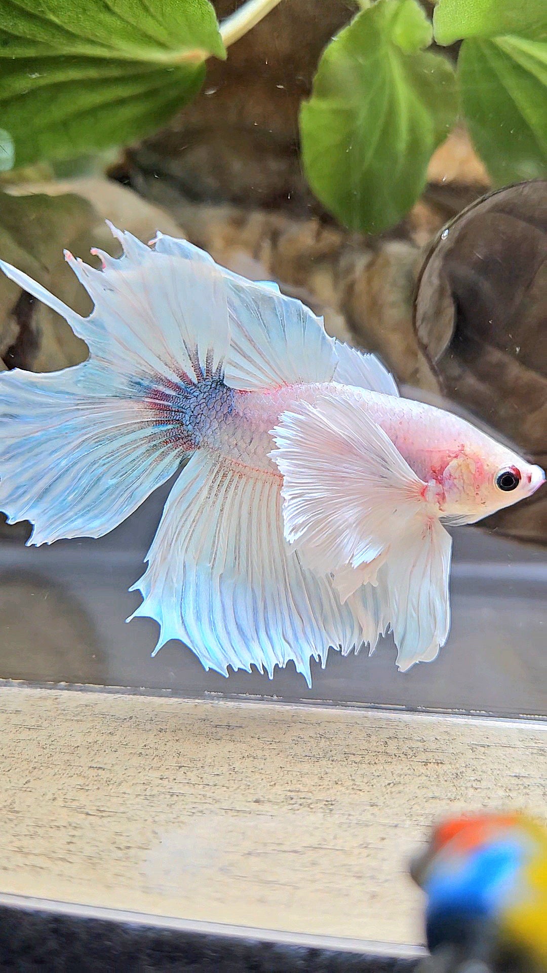 HALFMOON DUMBO EAR WHITE BETTA FISH