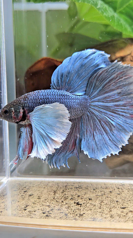 HALFMOON SUPER DUMBO EAR BLUE GRAY BETTA FISH