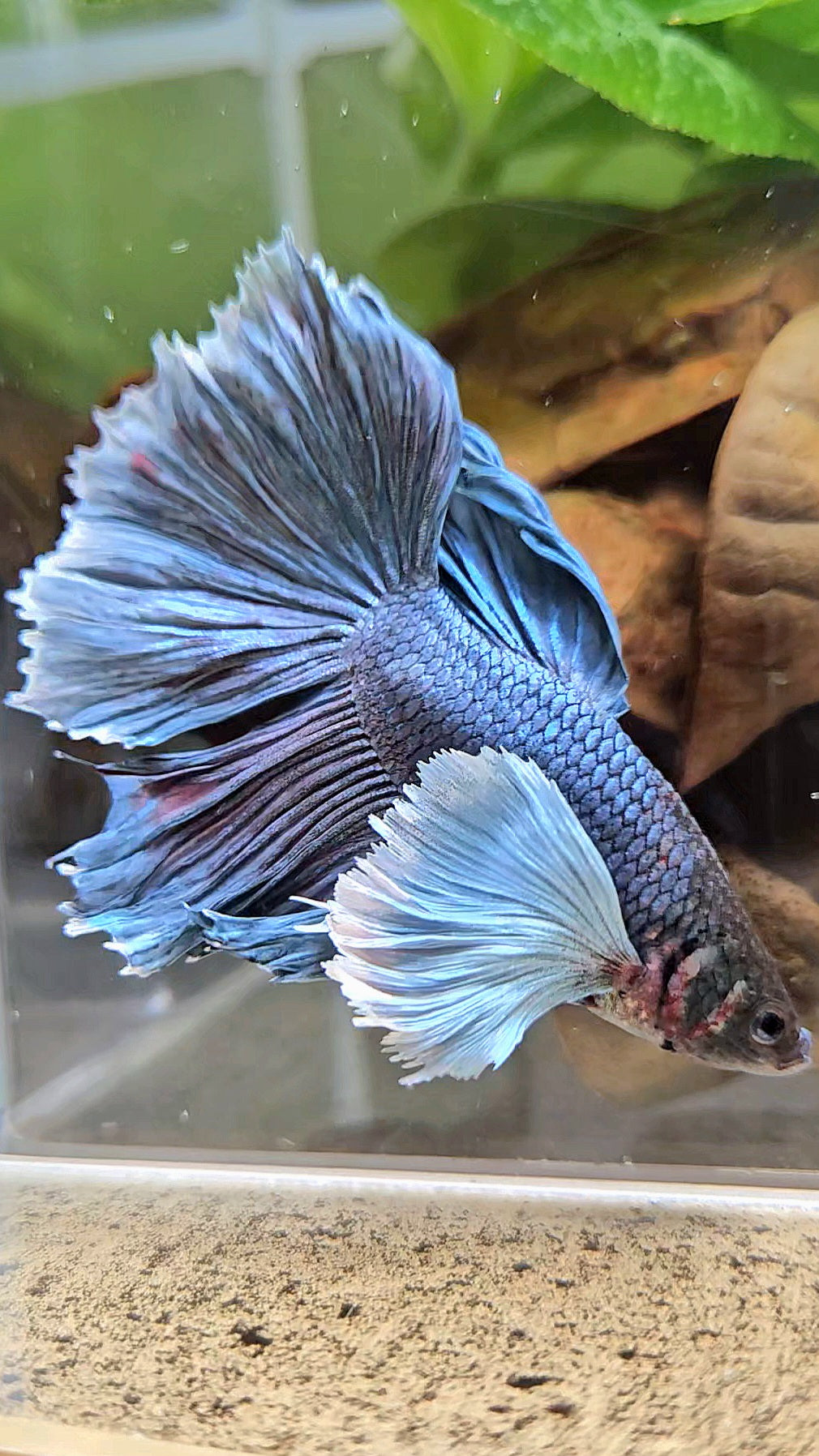 HALFMOON SUPER DUMBO EAR BLUE GRAY BETTA FISH