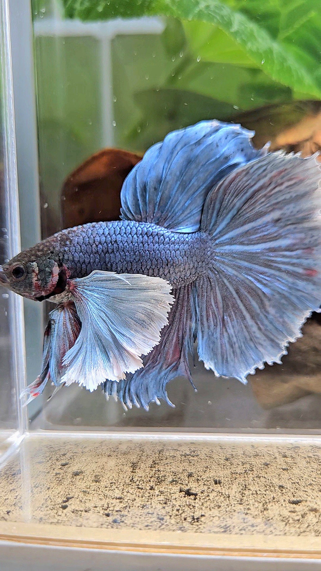 HALFMOON SUPER DUMBO EAR BLUE GRAY BETTA FISH