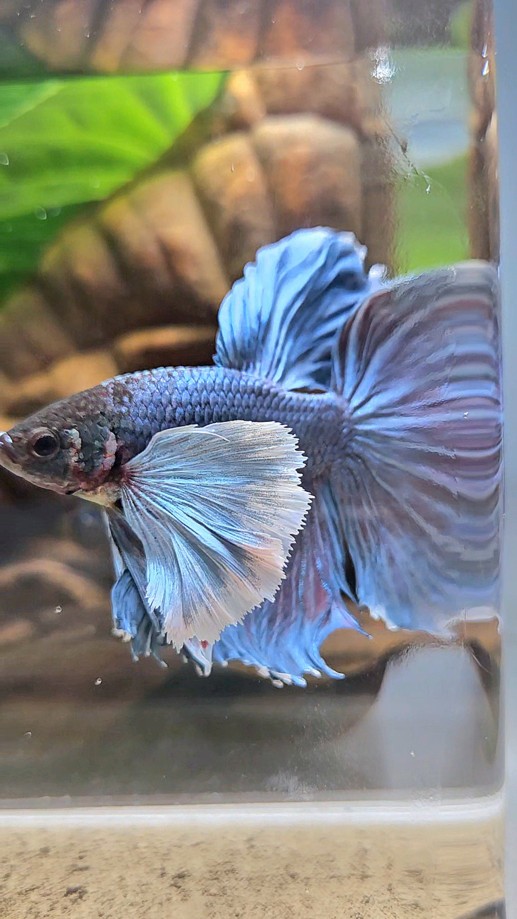 HALFMOON SUPER DUMBO EAR BLUE GRAY BETTA FISH