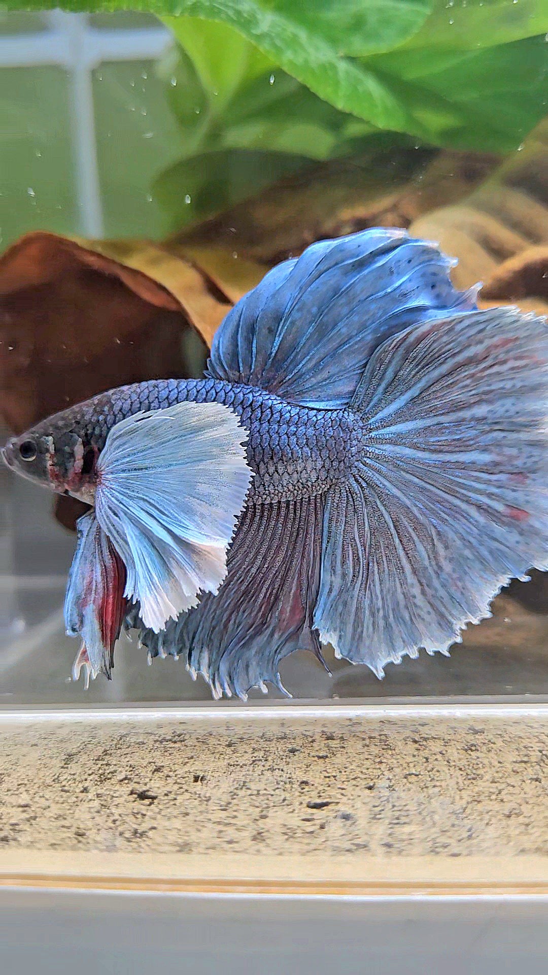 HALFMOON SUPER DUMBO EAR BLUE GRAY BETTA FISH