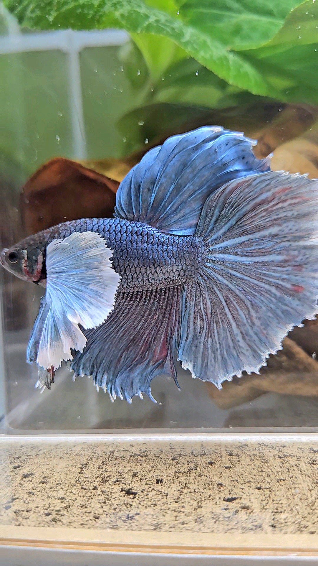 HALFMOON SUPER DUMBO EAR BLUE GRAY BETTA FISH