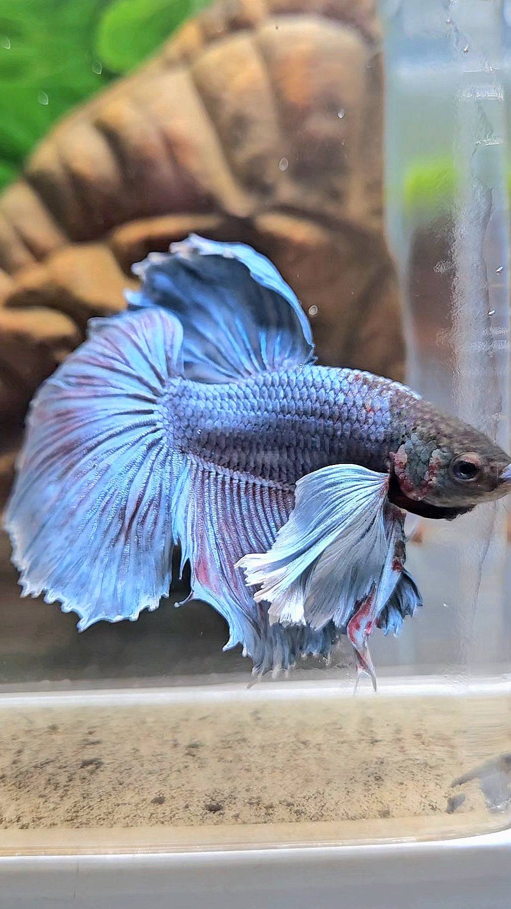 HALFMOON SUPER DUMBO EAR BLUE GRAY BETTA FISH