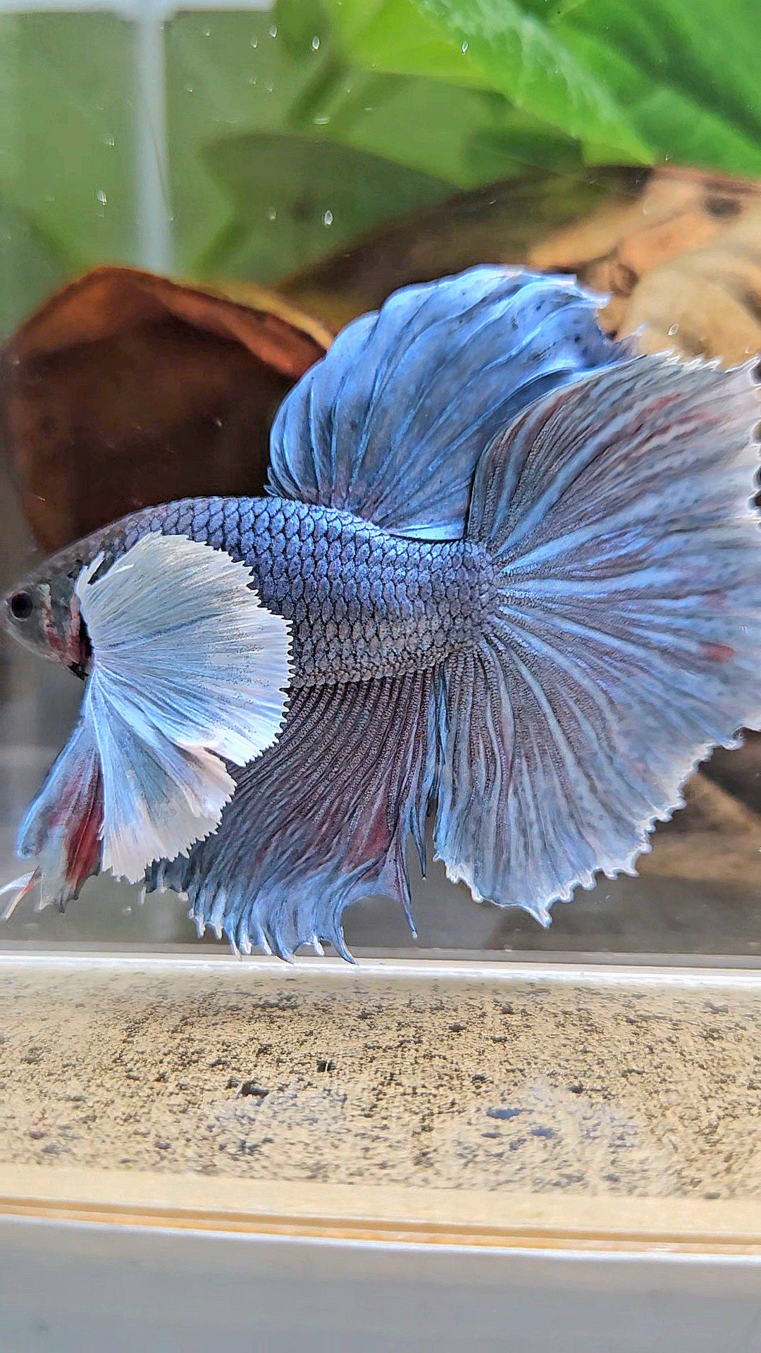 HALFMOON SUPER DUMBO EAR BLUE GRAY BETTA FISH