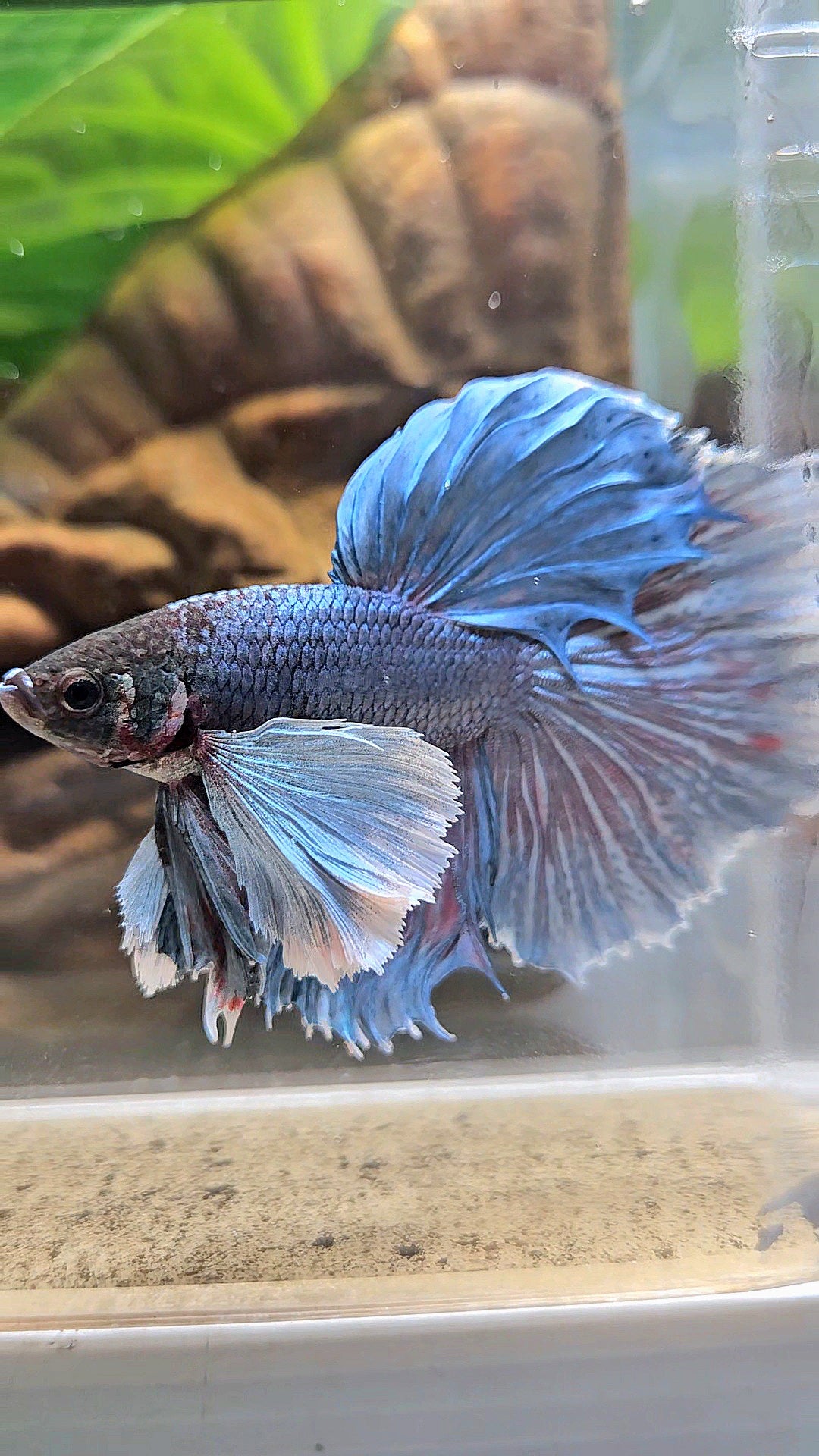 HALFMOON SUPER DUMBO EAR BLUE GRAY BETTA FISH