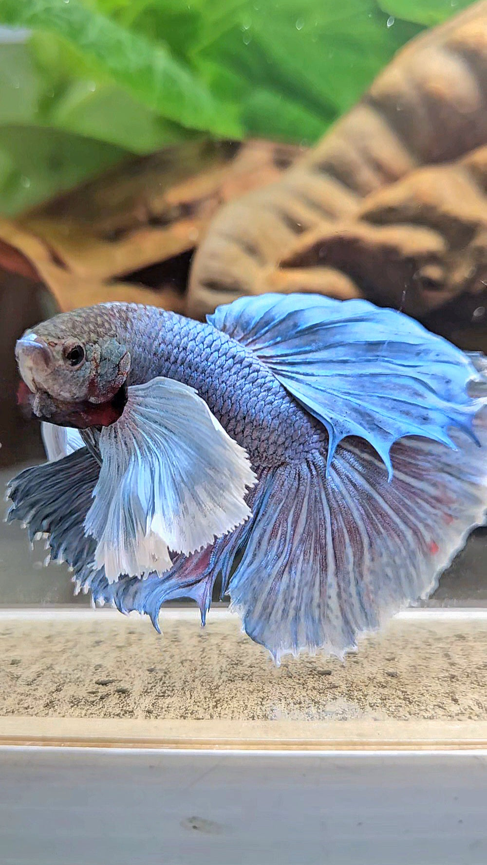 HALFMOON SUPER DUMBO EAR BLUE GRAY BETTA FISH