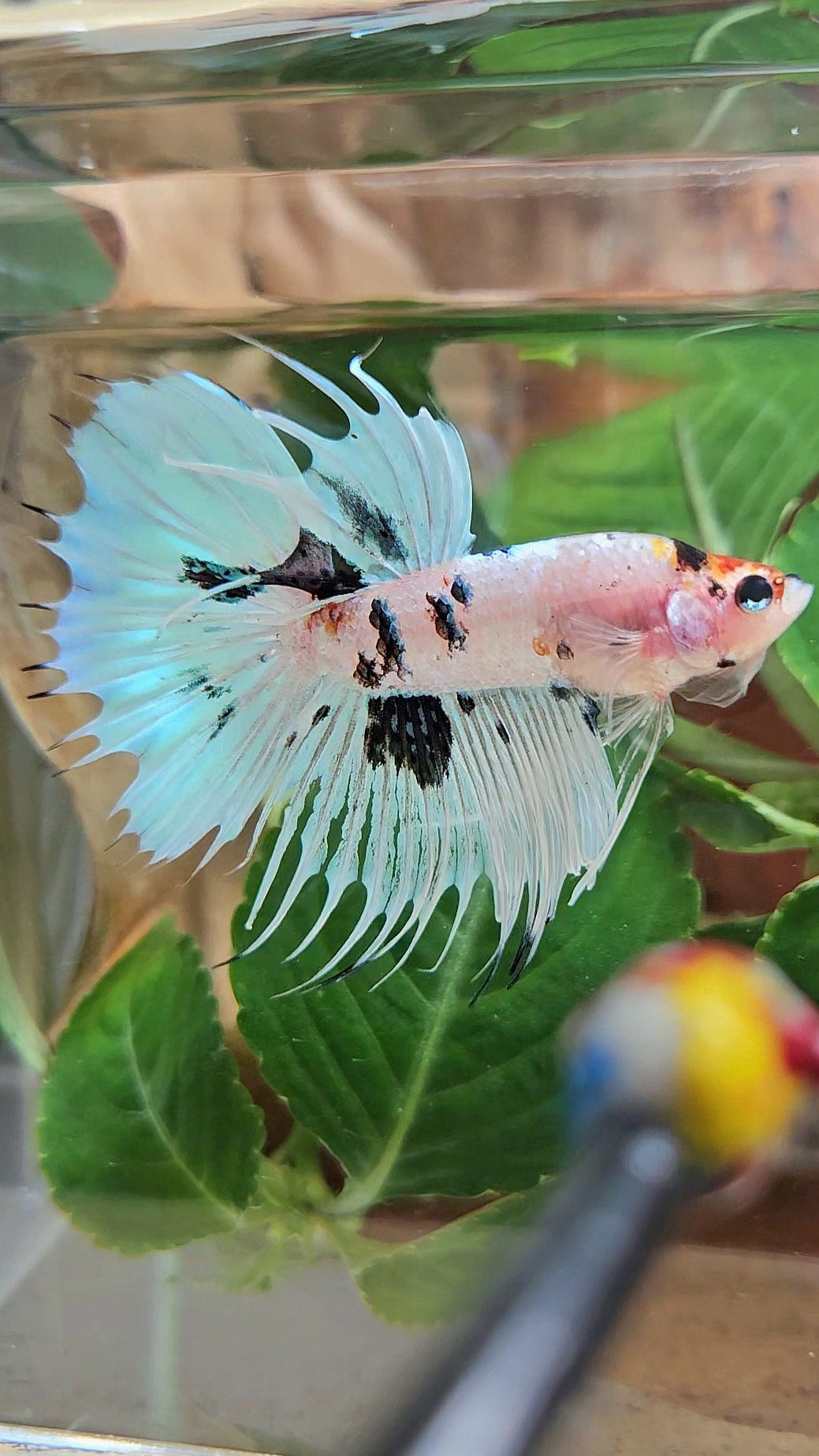 CROWNTAIL HALFMOON WHITE PANDA BLACK SPLASH BETTA FISH