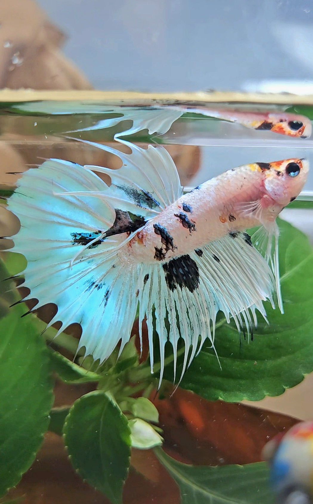 CROWNTAIL HALFMOON WHITE PANDA BLACK SPLASH BETTA FISH