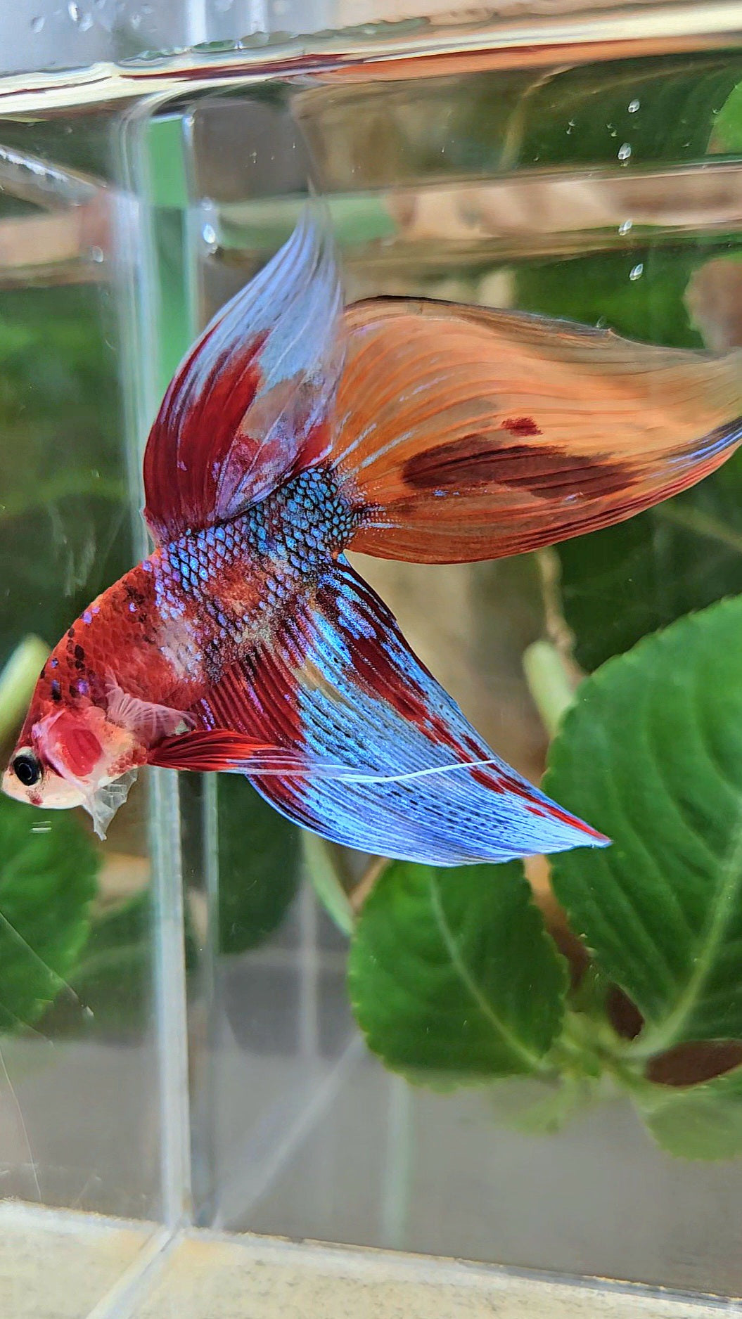 LUXURY VEILTAIL SUPER MULTICOLOR METALLIC PATTERN BETTA FISH