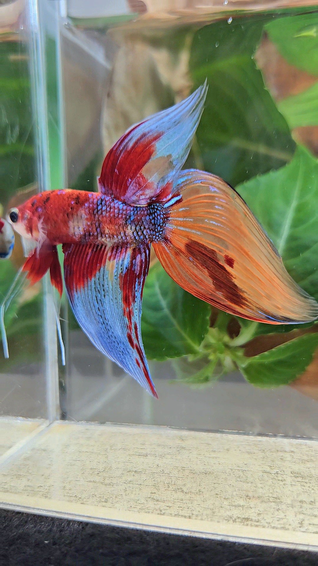 LUXURY VEILTAIL SUPER MULTICOLOR METALLIC PATTERN BETTA FISH