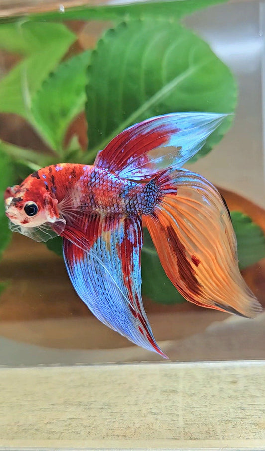 LUXURY VEILTAIL SUPER MULTICOLOR METALLIC PATTERN BETTA FISH