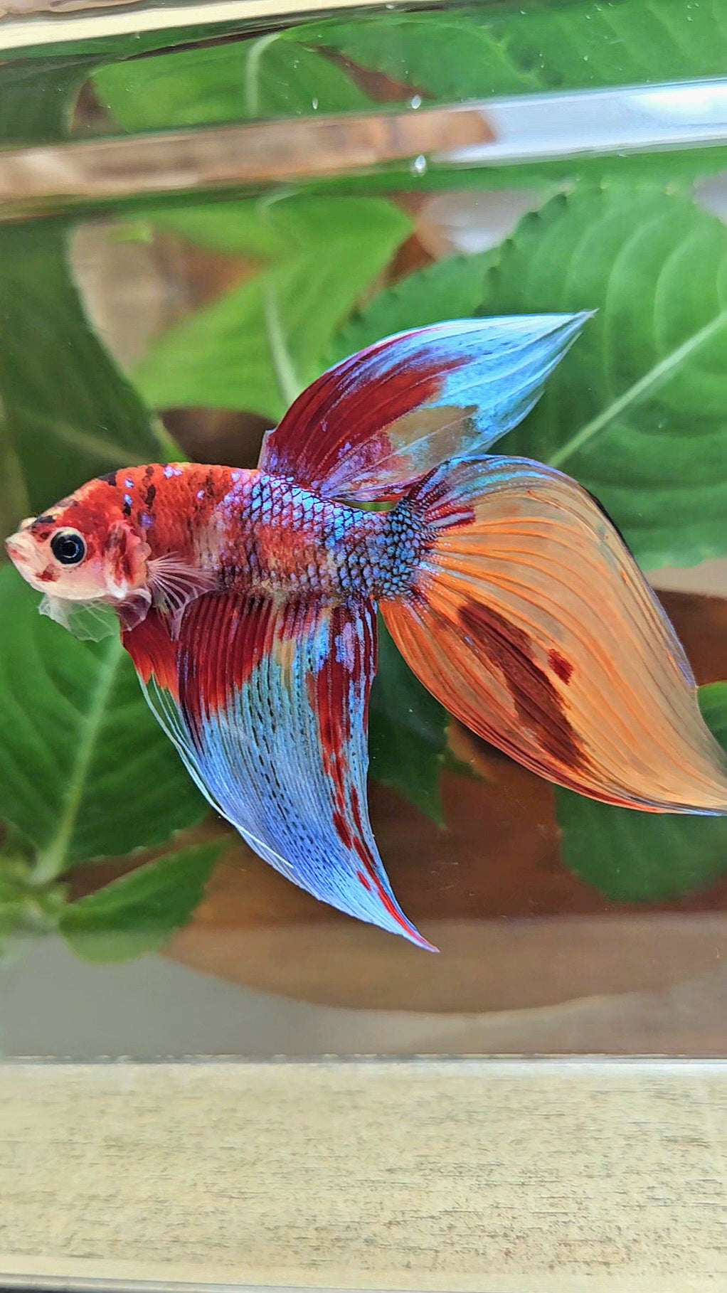LUXURY VEILTAIL SUPER MULTICOLOR METALLIC PATTERN BETTA FISH