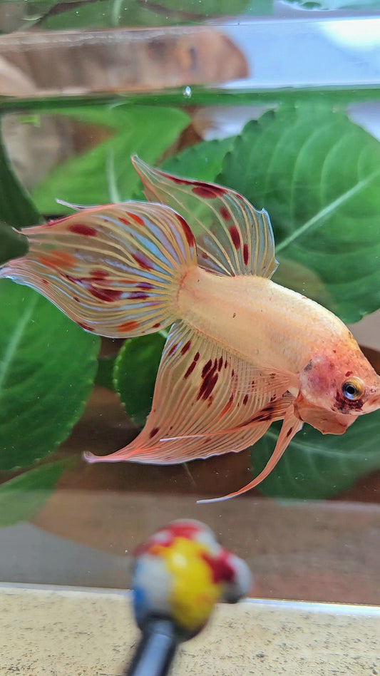 VEILTAIL ARMAGEDDON FIRE BETTA FISH
