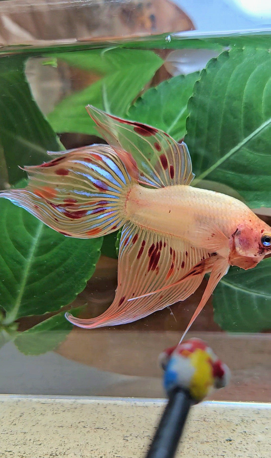 VEILTAIL ARMAGEDDON FIRE BETTA FISH
