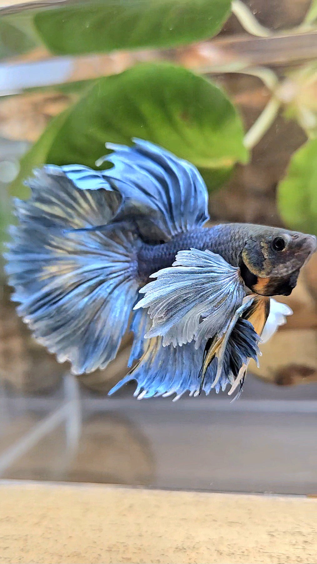 HALFMOON ROSETAIL DUMBO EAR BLUE GRAY MUSTARD BETTA FISH
