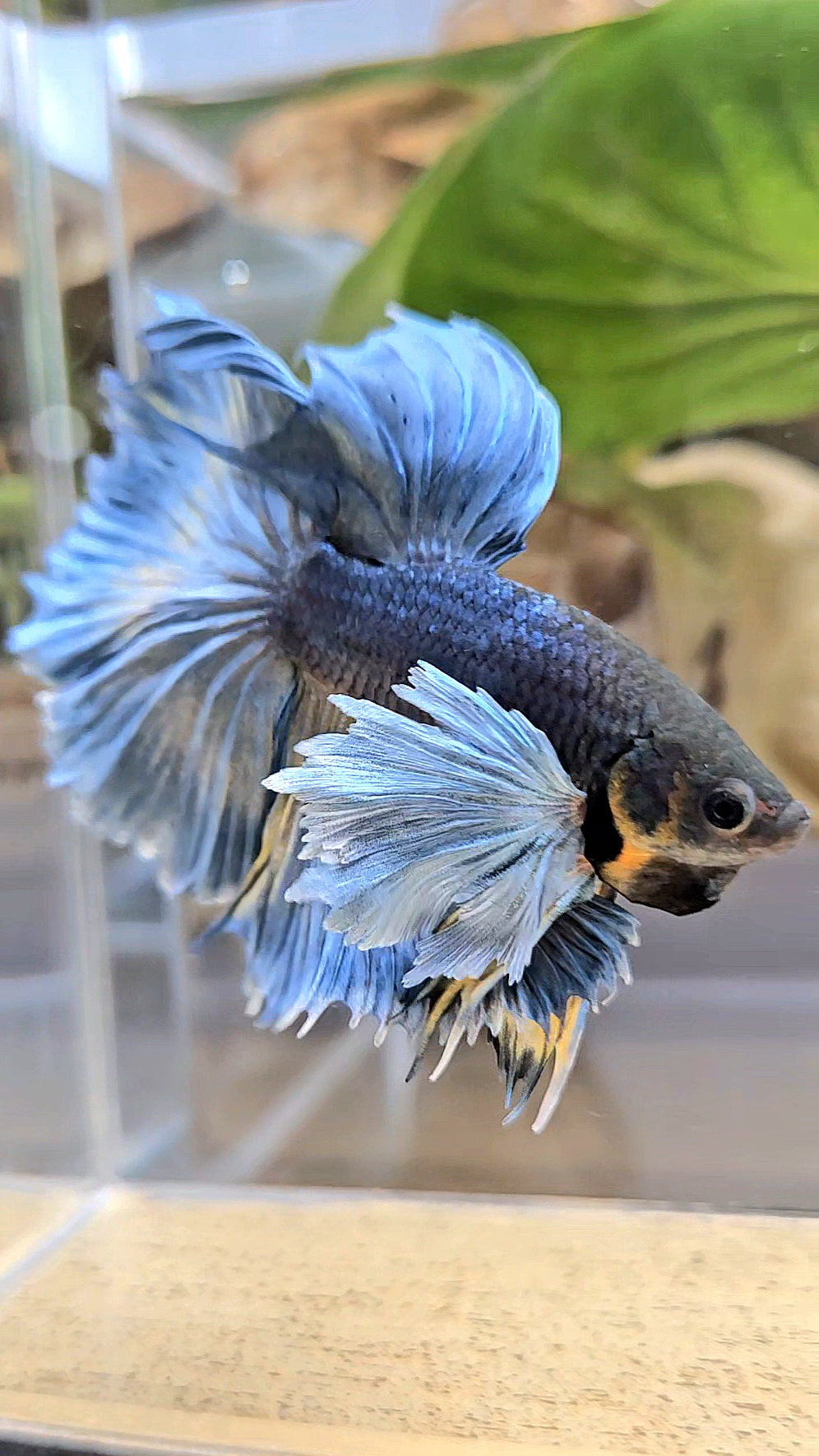 HALFMOON ROSETAIL DUMBO EAR BLUE GRAY MUSTARD BETTA FISH