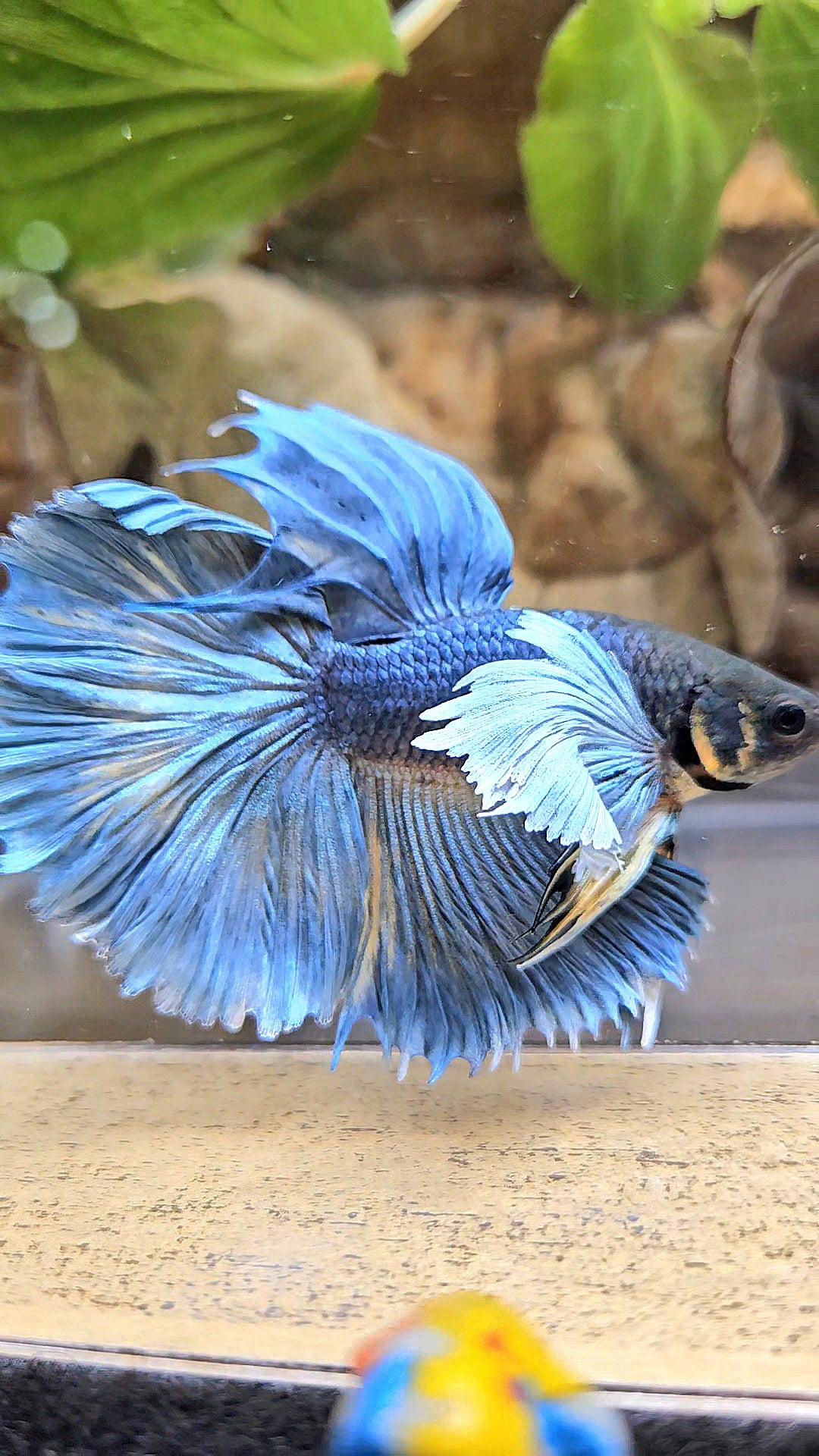 HALFMOON ROSETAIL DUMBO EAR BLUE GRAY MUSTARD BETTA FISH