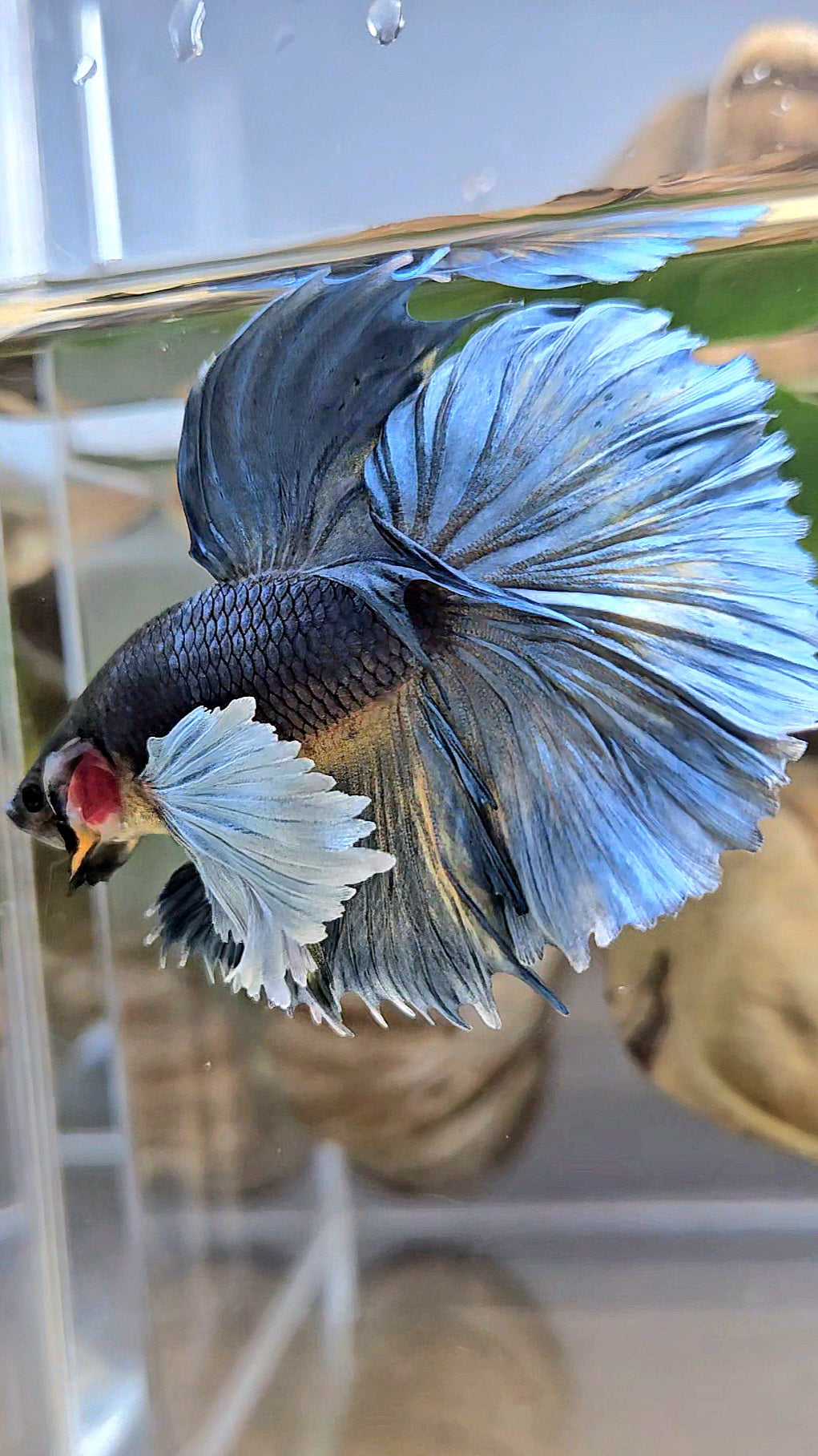 HALFMOON ROSETAIL DUMBO EAR BLUE GRAY MUSTARD BETTA FISH