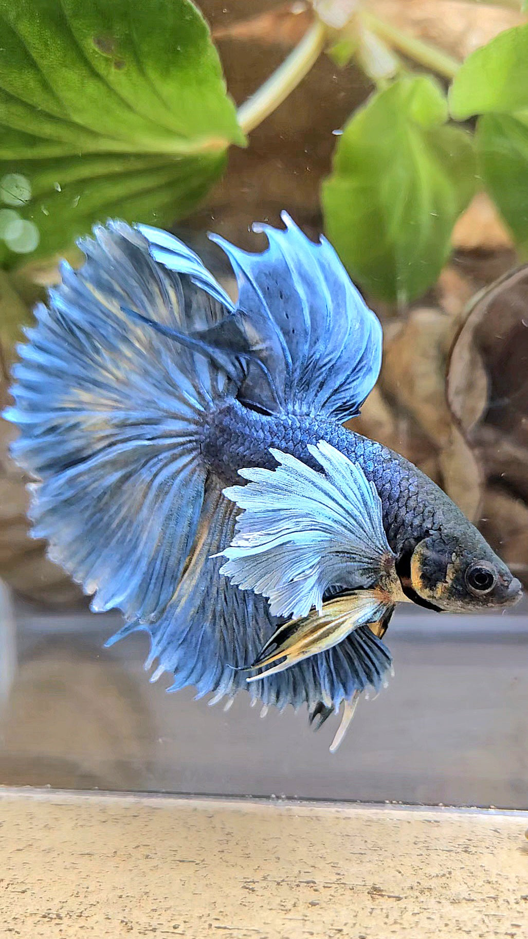 HALFMOON ROSETAIL DUMBO EAR BLUE GRAY MUSTARD BETTA FISH