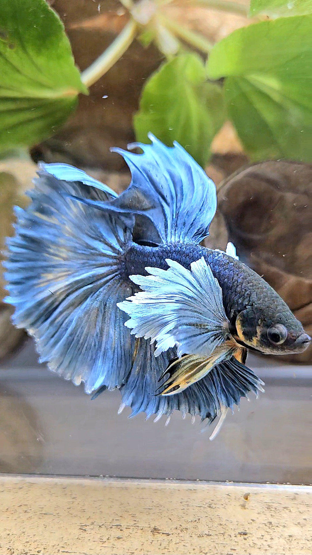 HALFMOON ROSETAIL DUMBO EAR BLUE GRAY MUSTARD BETTA FISH