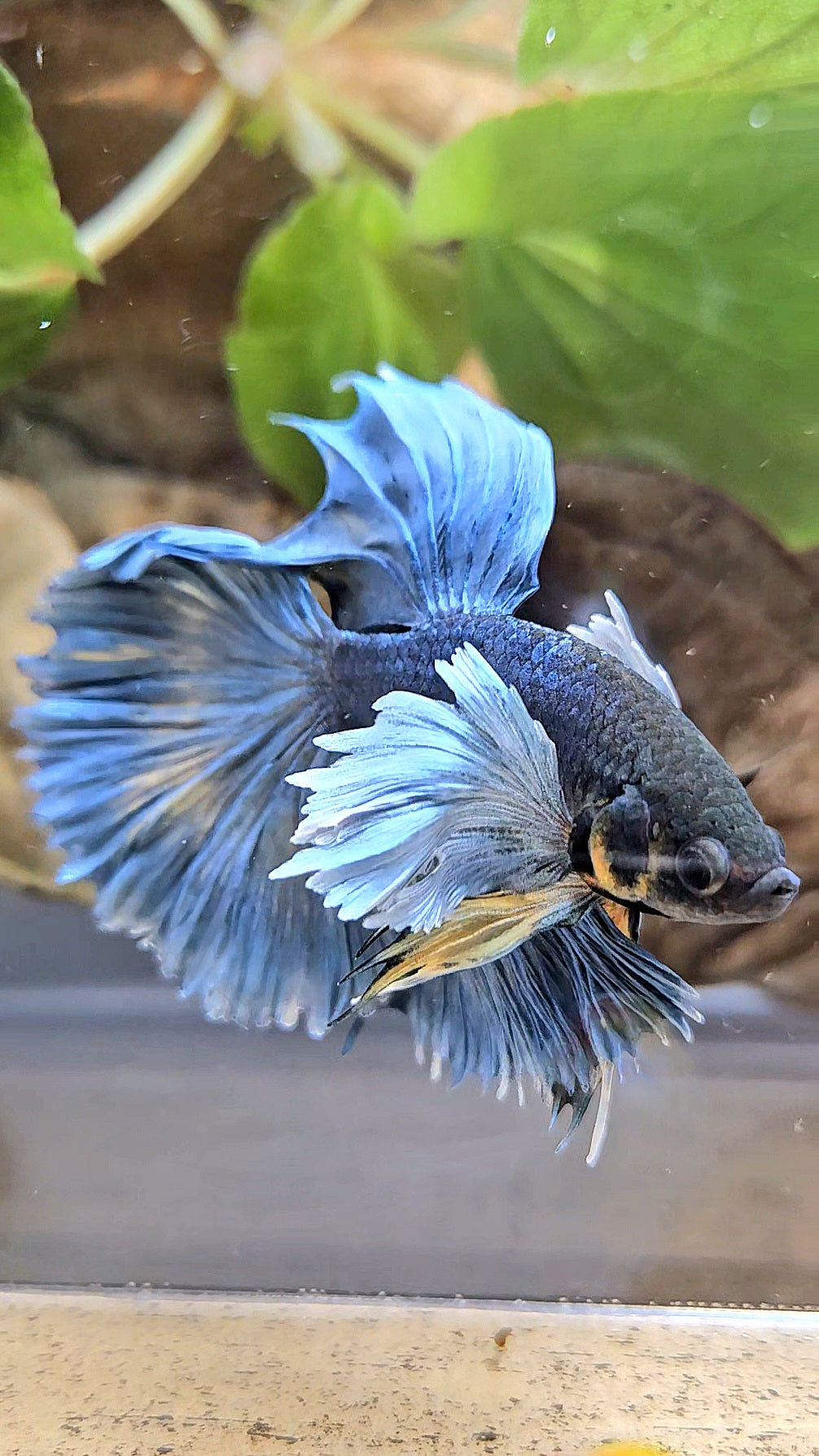 HALFMOON ROSETAIL DUMBO EAR BLUE GRAY MUSTARD BETTA FISH