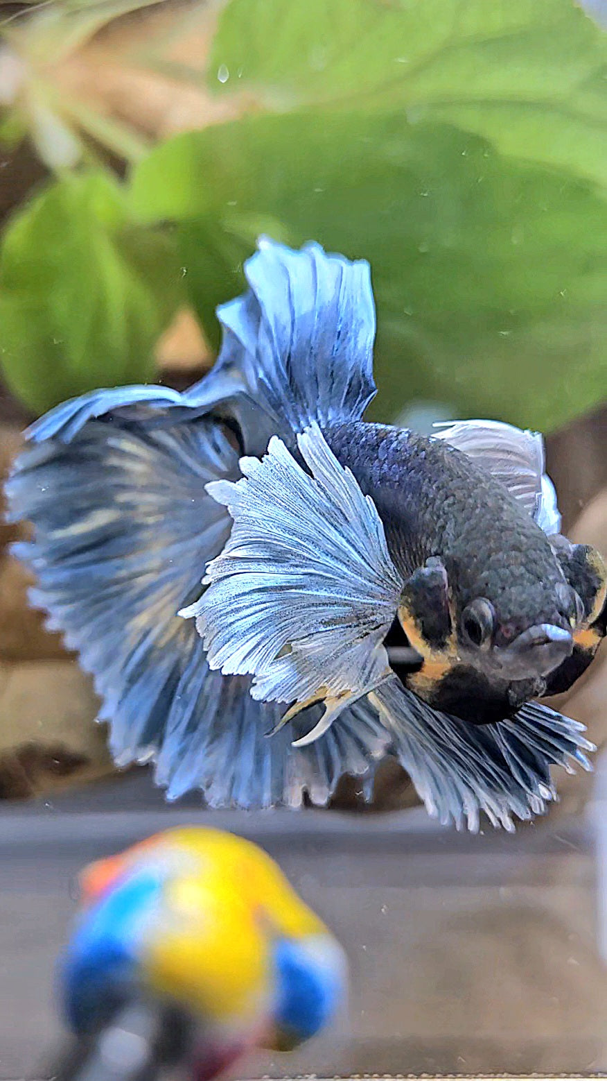 HALFMOON ROSETAIL DUMBO EAR BLUE GRAY MUSTARD BETTA FISH