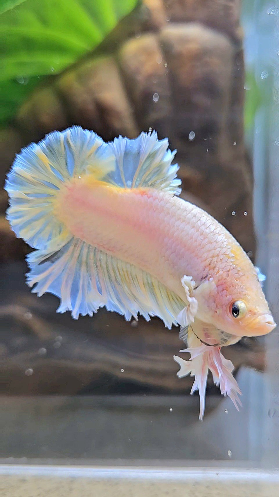 KING FEATHER PLAKAT YELLOW WHITE BETTA FISH