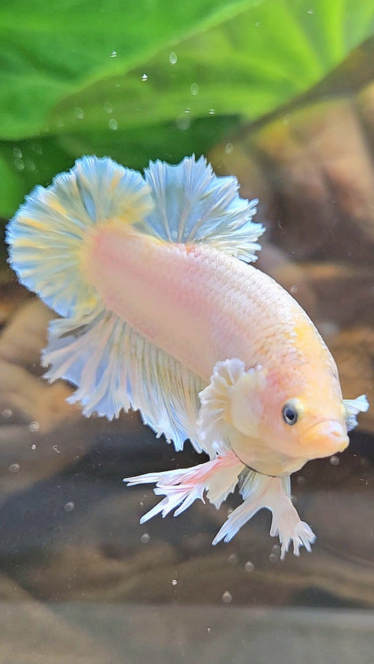 KING FEATHER PLAKAT YELLOW WHITE BETTA FISH