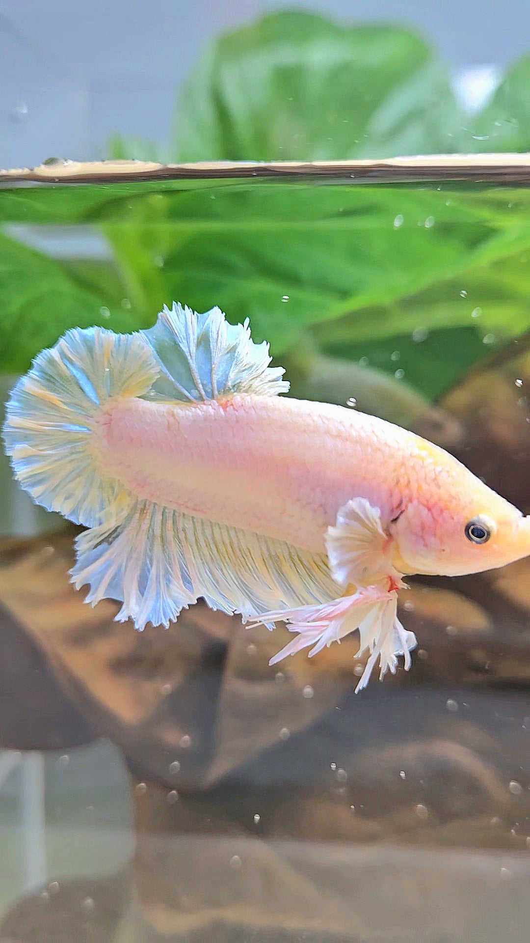 KING FEATHER PLAKAT YELLOW WHITE BETTA FISH