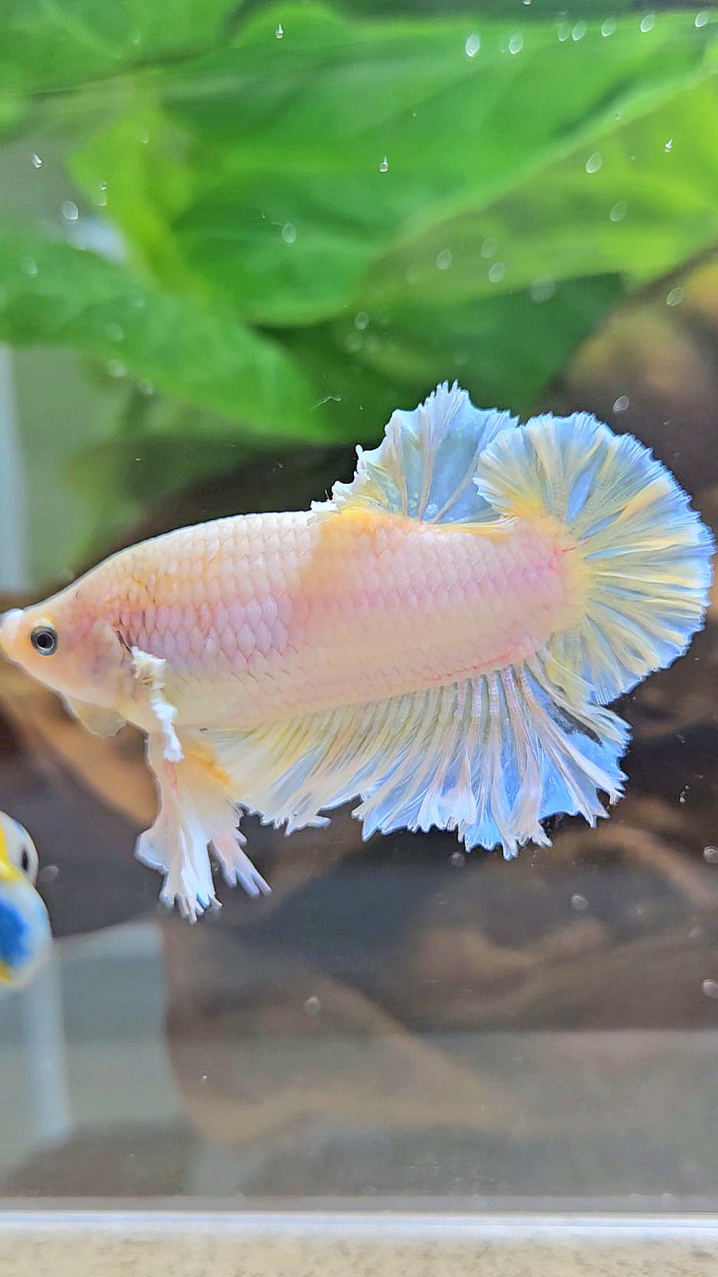 KING FEATHER PLAKAT YELLOW WHITE BETTA FISH