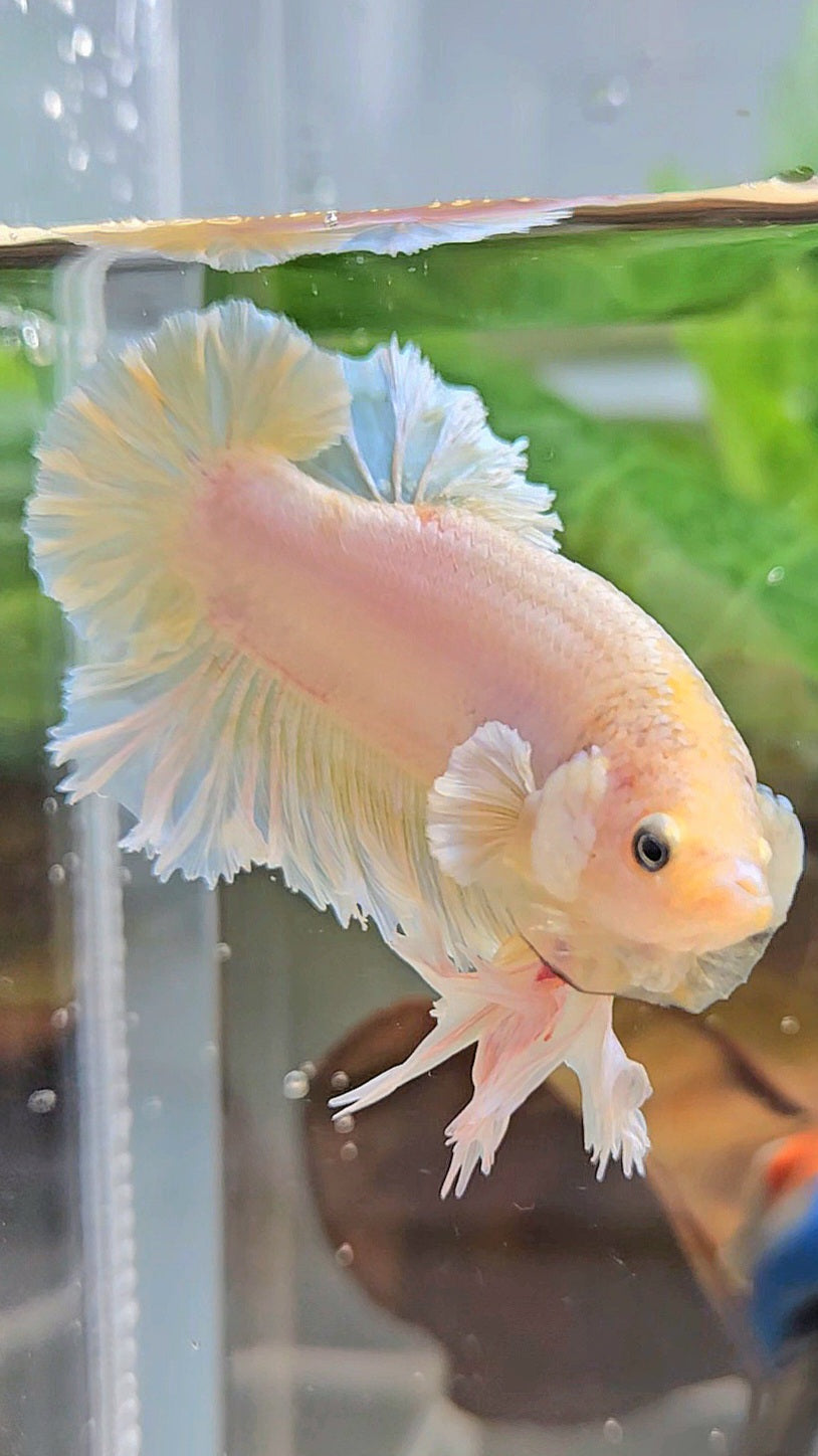 KING FEATHER PLAKAT YELLOW WHITE BETTA FISH
