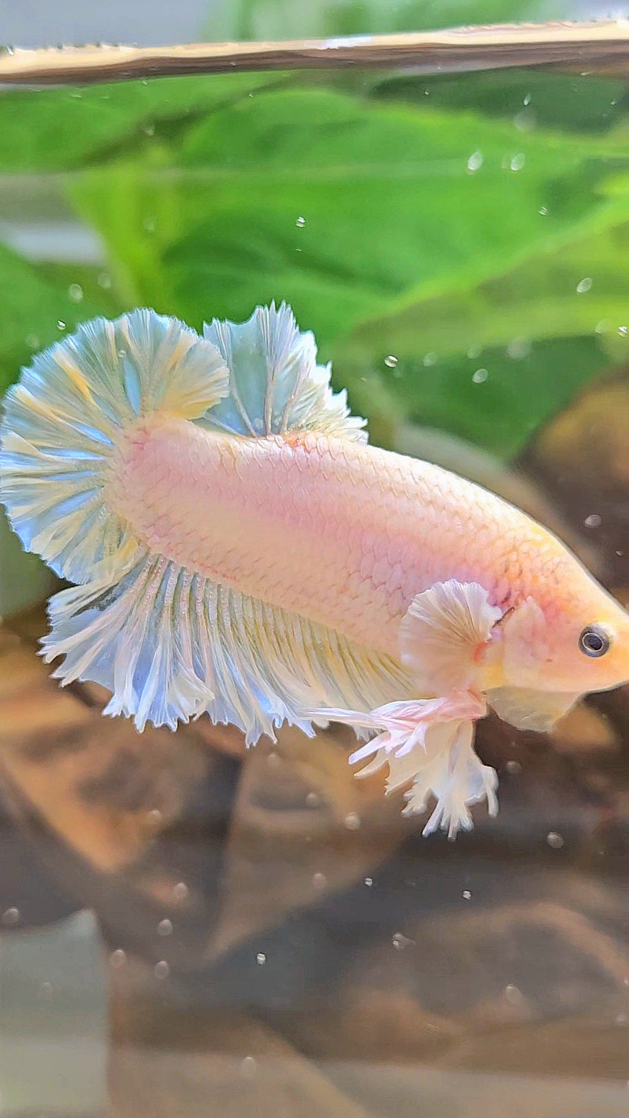 KING FEATHER PLAKAT YELLOW WHITE BETTA FISH