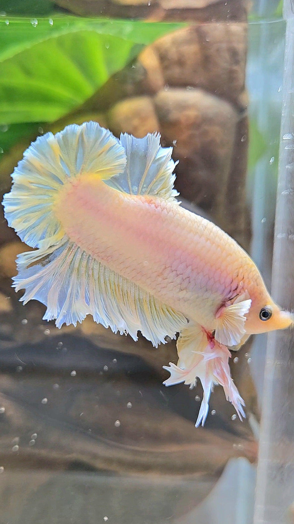 KING FEATHER PLAKAT YELLOW WHITE BETTA FISH