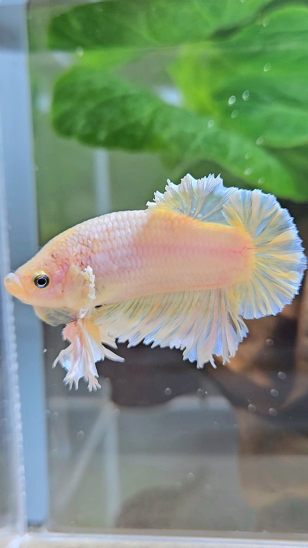 KING FEATHER PLAKAT YELLOW WHITE BETTA FISH