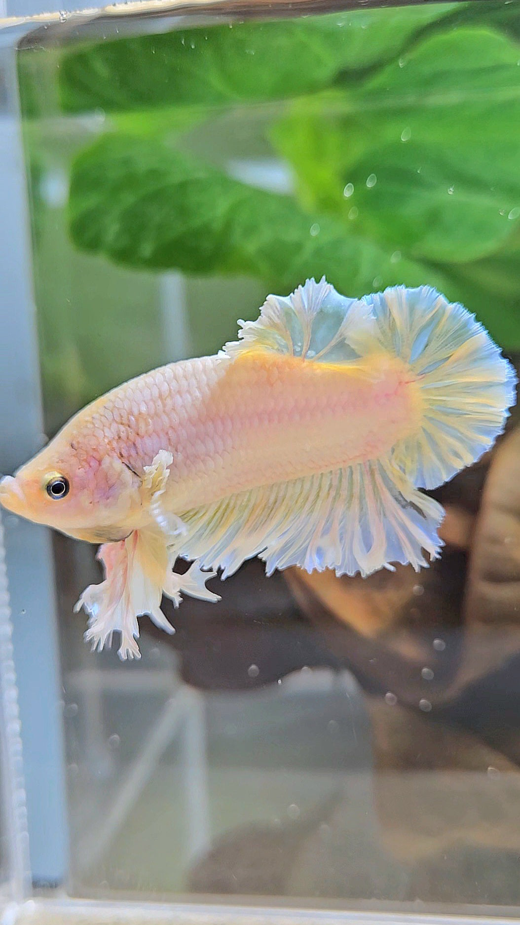 KING FEATHER PLAKAT YELLOW WHITE BETTA FISH
