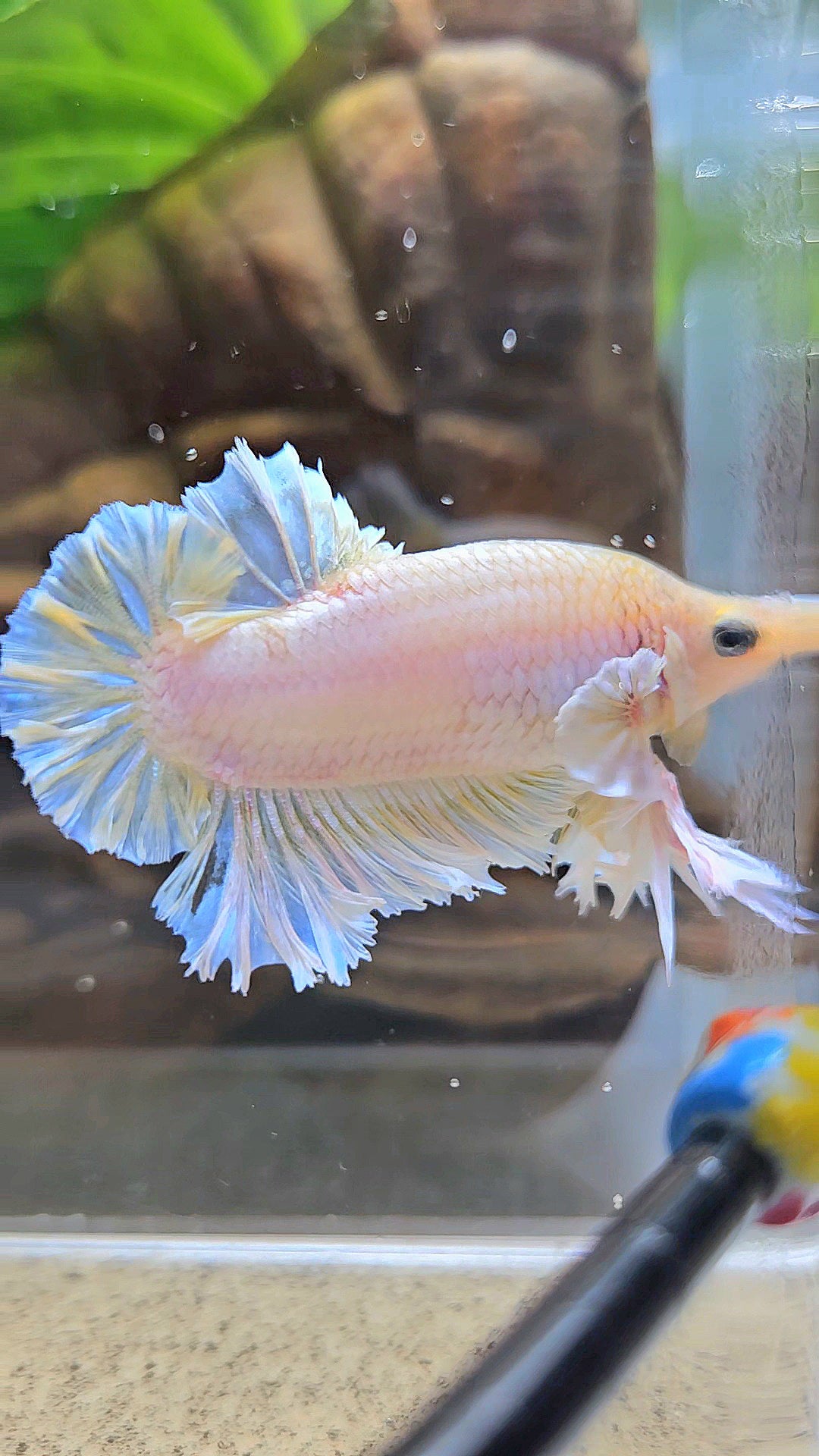 KING FEATHER PLAKAT YELLOW WHITE BETTA FISH
