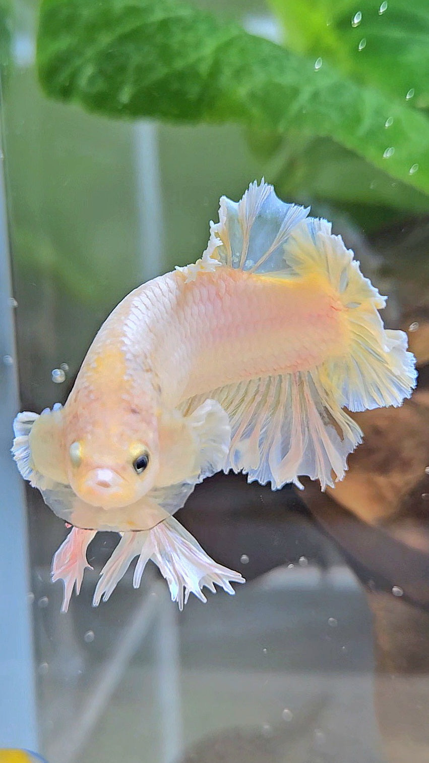 KING FEATHER PLAKAT YELLOW WHITE BETTA FISH