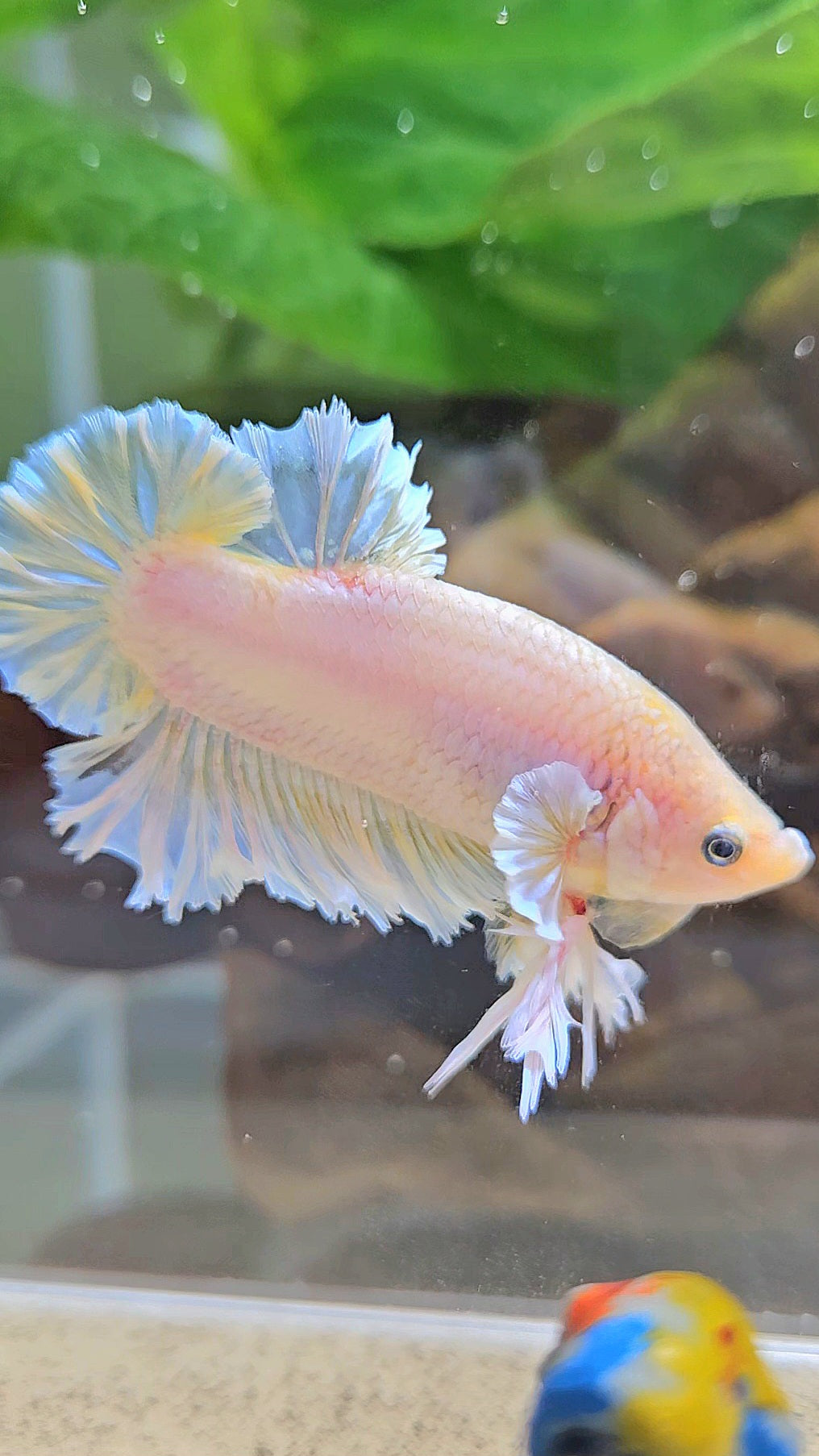 KING FEATHER PLAKAT YELLOW WHITE BETTA FISH