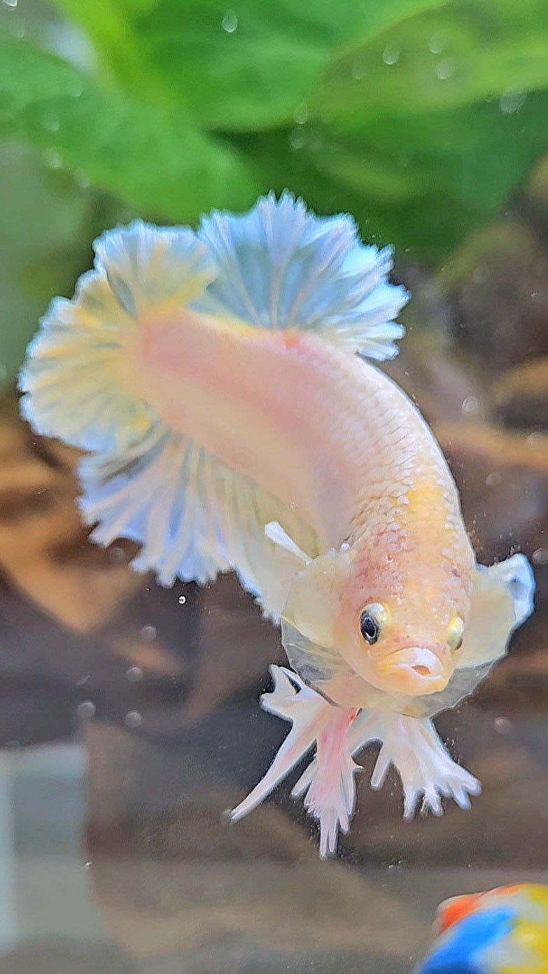 KING FEATHER PLAKAT YELLOW WHITE BETTA FISH
